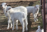 #50LAMB