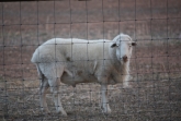 RAM 008