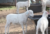 HAIR SHEEP LAMBS
