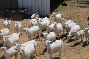 ewes